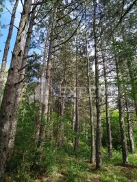 Plac, Berbatovo — fotografija 1